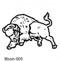 bison-buffalo-05