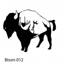 bison-buffalo-12