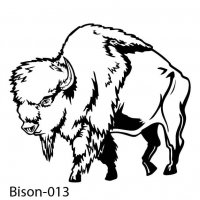 bison-buffalo-13