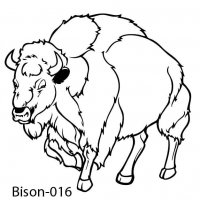 bison-buffalo-16-16